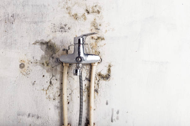 Best Basement Mold Remediation in Spearman, TX