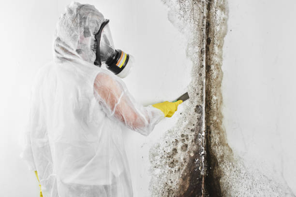 Best Industrial Mold Remediation in Spearman, TX