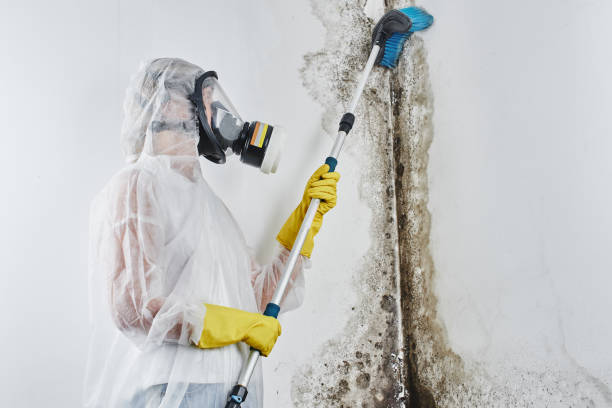 Best Emergency Mold Remediation in Spearman, TX