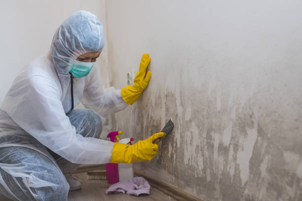 Best Crawl Space Mold Remediation in Spearman, TX