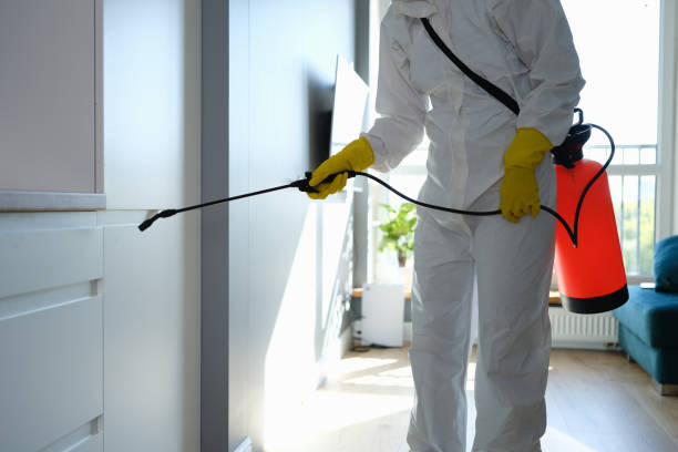 Best Health and Safety Mold Remediation in Spearman, TX