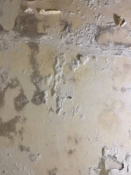 Best Mold Remediation for Schools in Spearman, TX