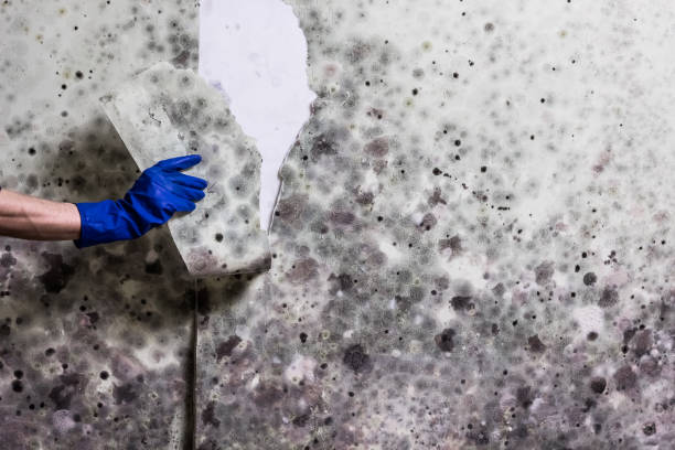 Best Residential Mold Remediation in Spearman, TX