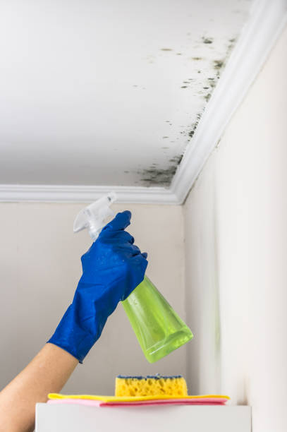 Best DIY Mold Remediation Support Services in Spearman, TX